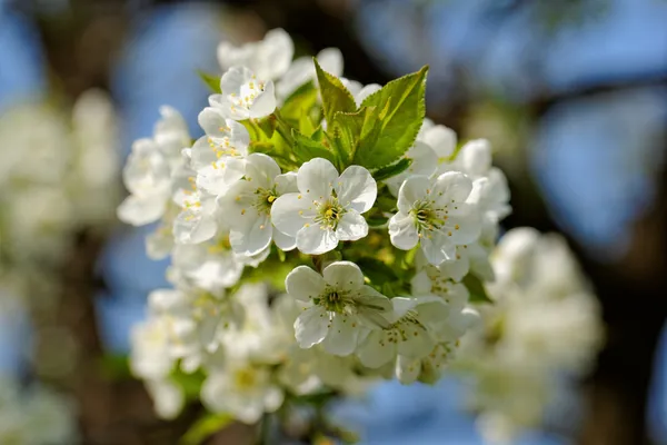 Blossom cherry tree — Stock Photo, Image