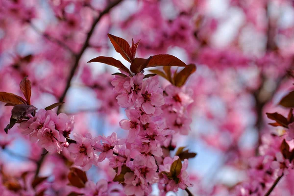 Japanese cherry — Stock Photo, Image