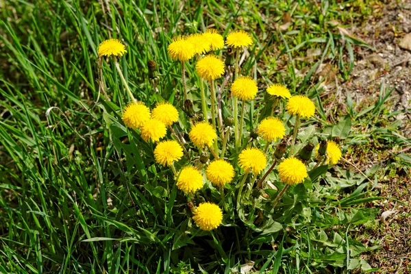 Paardebloem — Stockfoto