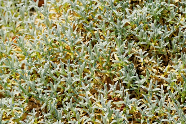 Plantas de Jardim — Fotografia de Stock