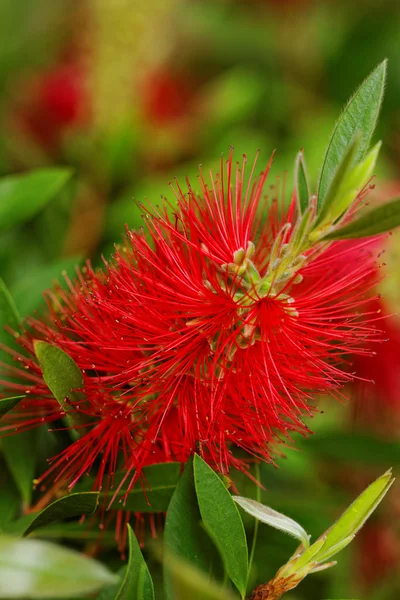 Flor vermelha — Fotografia de Stock