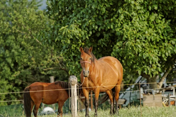 Ranch dei cavalli — Foto Stock