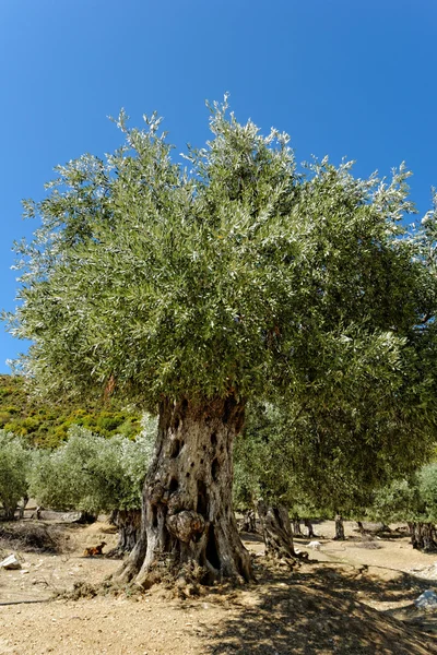 Olive grove