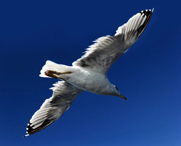 Seagull — Stock Photo, Image