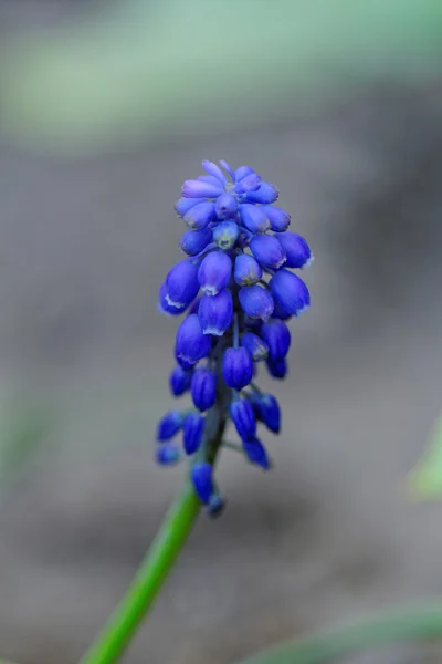 Blue flower Stock Image