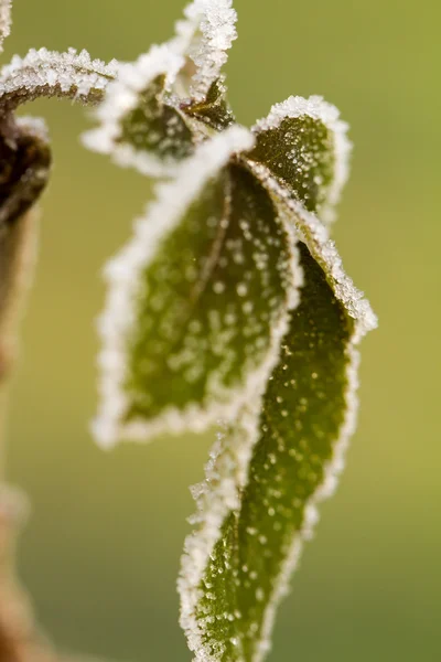 Frostige Pflanze — Stockfoto