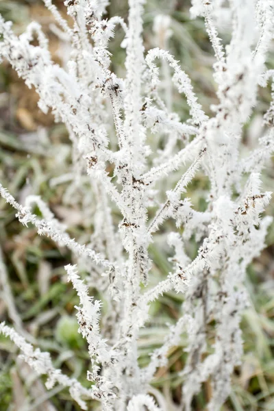 Frostige Pflanze — Stockfoto