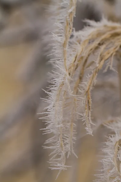 Frostige Pflanze — Stockfoto