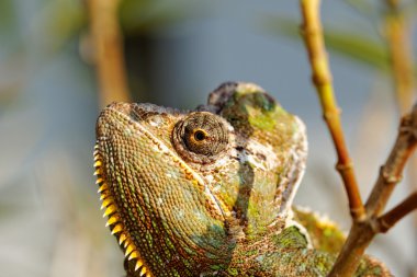 Bayağı calyptratus