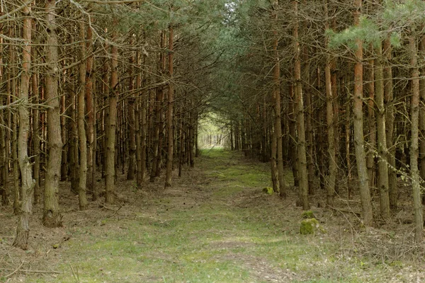 Camino de tierra en el bosque — Foto de Stock