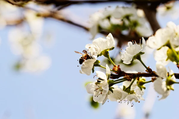 Blossom cherry tree with bee — Stock Photo, Image