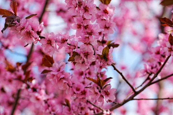 Japanese cherry — Stock Photo, Image