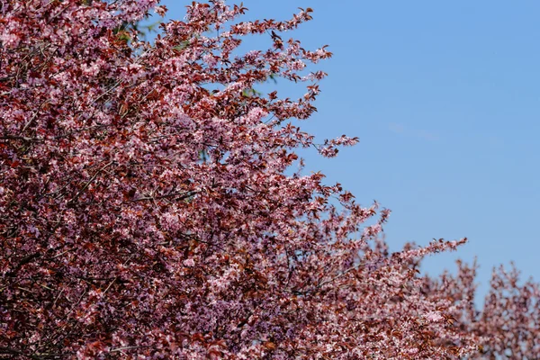 Japanese cherry blossom — Stock Photo, Image