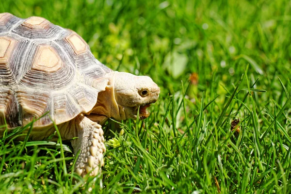 African Spurred Tortoise — Stock Photo, Image