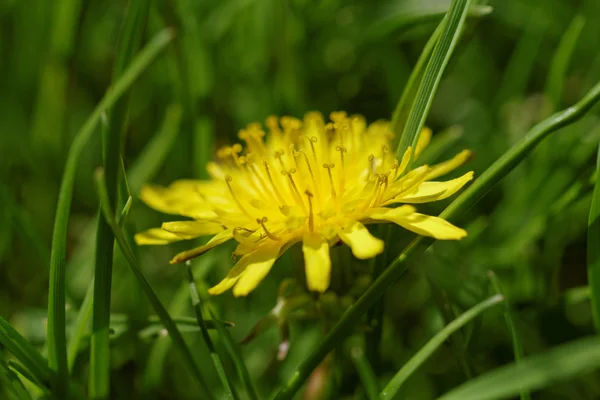 Dandelion — Stock Photo, Image