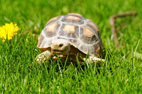 Африканская черепаха Лицензионные Стоковые Фото