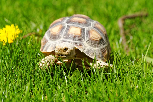 Tortue stimulée africaine Photos De Stock Libres De Droits