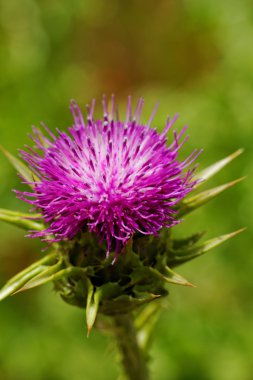 Menekşe thistle çiçek haşhaş alanı