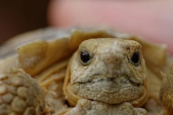 Spurred tortoise — Stock Photo, Image