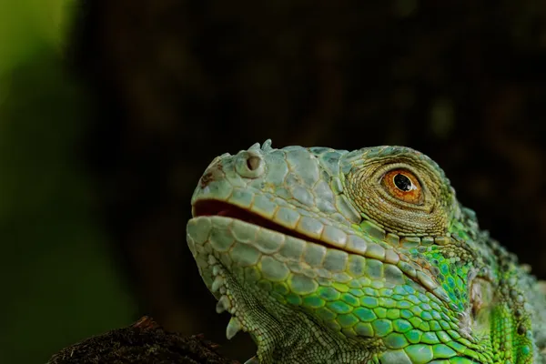 Retrato sobre uma iguana verde — Fotografia de Stock