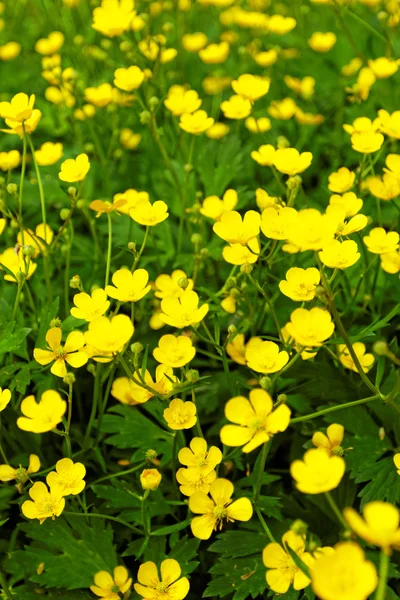 Yellow flowers — Stock Photo, Image