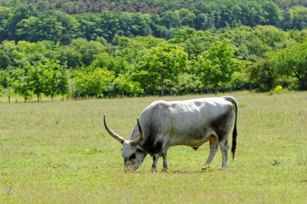 ハンガリーの灰色の牛 — ストック写真