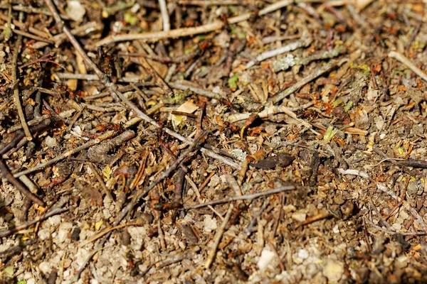 Рабочие муравьи — стоковое фото
