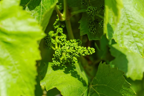 Baby green grapes — Stock Photo, Image