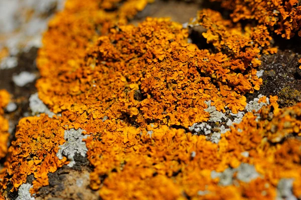 Mushroom on the rocks — Stock Photo, Image