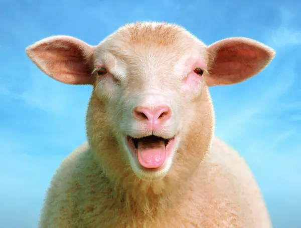 Lucie the sheep — Stock Photo, Image