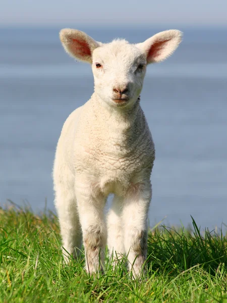 Little lamb with big ears — Stock Photo, Image