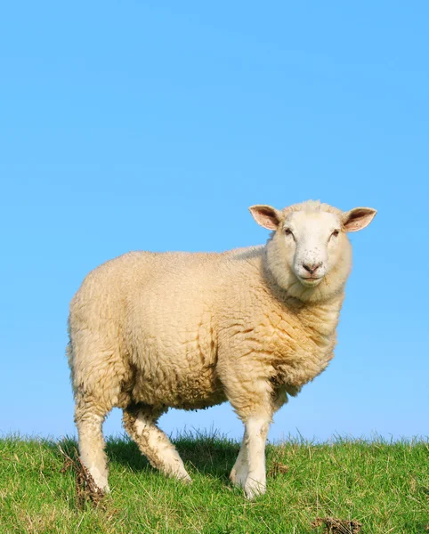 The unknown sheep Royalty Free Stock Images