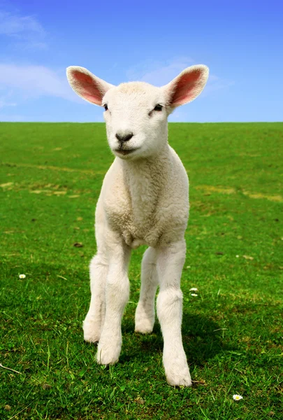 Nosiness Lamb Royalty Free Stock Photos