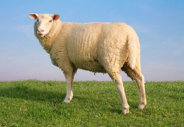 El gitano de las ovejas Imagen de stock
