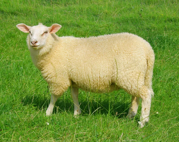 The shy sheep Stock Photo