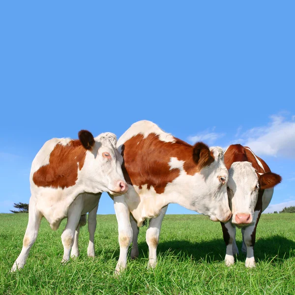 Las vacas de coquetear Imágenes de stock libres de derechos