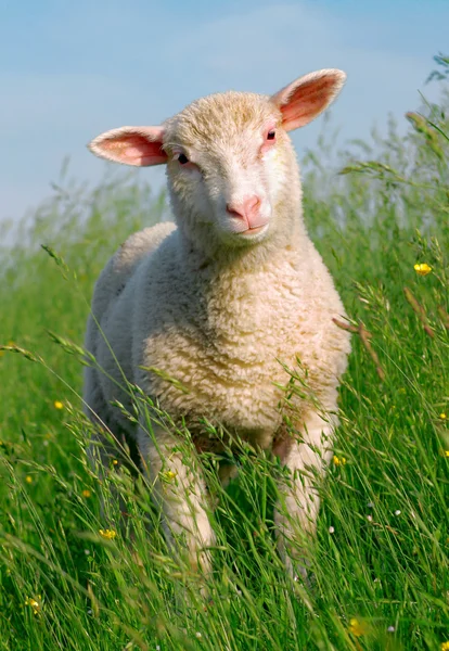 Får i gräset — Stockfoto