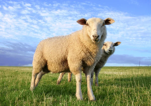 Sheeps in the evening — Stock Photo, Image