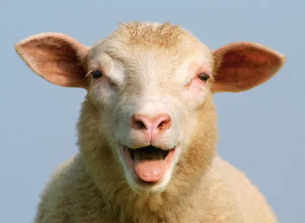 Luci, das Schaf Stockfoto