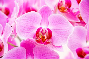 pembe kuş gibi orkide holland Park'ta keukenhof