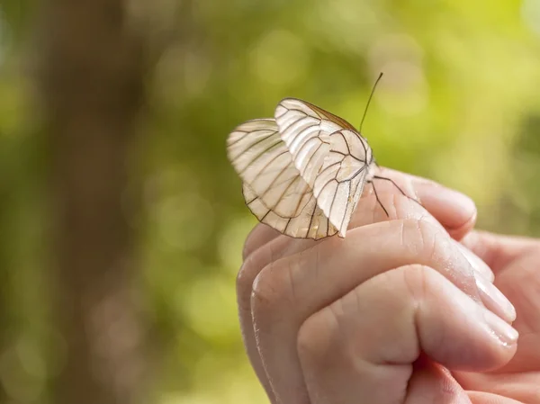 Motyl na rękę z bliska — Zdjęcie stockowe