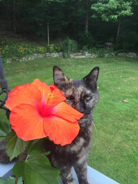 Μια Σπάνια Αρσενική Γάτα Tortoiseshell Ποζάρει Δίπλα Ένα Πορτοκαλί Λουλούδι — Φωτογραφία Αρχείου