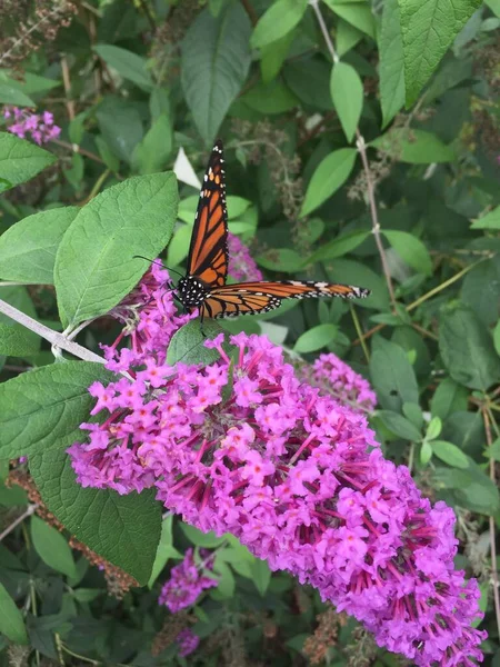 Крупным Планом Бабочки Монарха Цветущем Цветке Будды Давида Называемом Летней Стоковое Фото