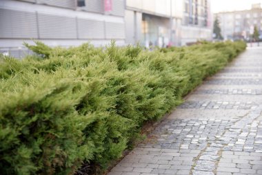 Yaz sokağında güneş ışığında yeşil çitin bir parçası