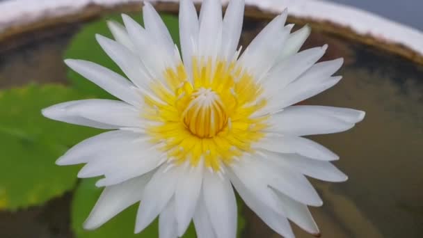 Lotusblume Bewegt Sich Teich Bunte Lotus Lotus Freien Lotus Konzept — Stockvideo