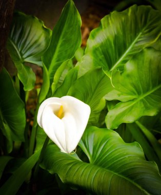 Calla, yeşil yaprakların arka planında sarı merkezli narin beyaz bir çiçek.