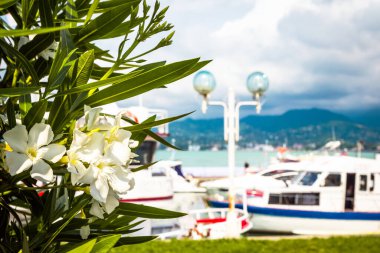 Zakkum çiçekleri gemilerin arka planında ve kasvetli gökyüzünde