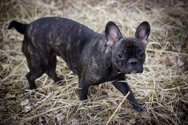 Die französische Bulldogge — Stockfoto