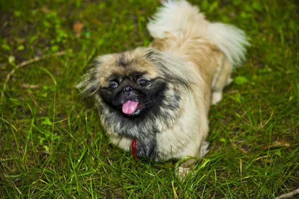 Belo Pekingese — Fotografia de Stock