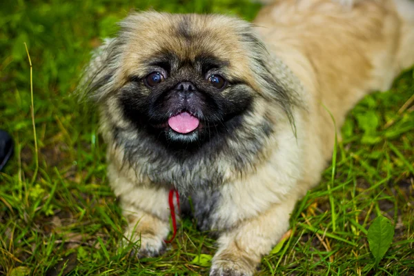 Beautiful dog Pekingese — Stock Photo, Image